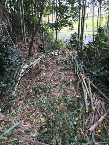竹林整備写真2