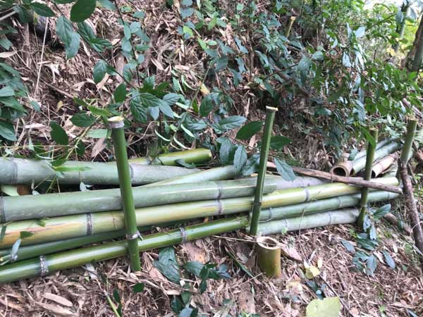 竹林整備写真3