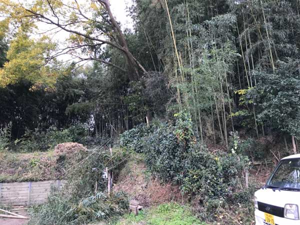 竹林整備写真4
